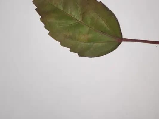 Leaf Classification